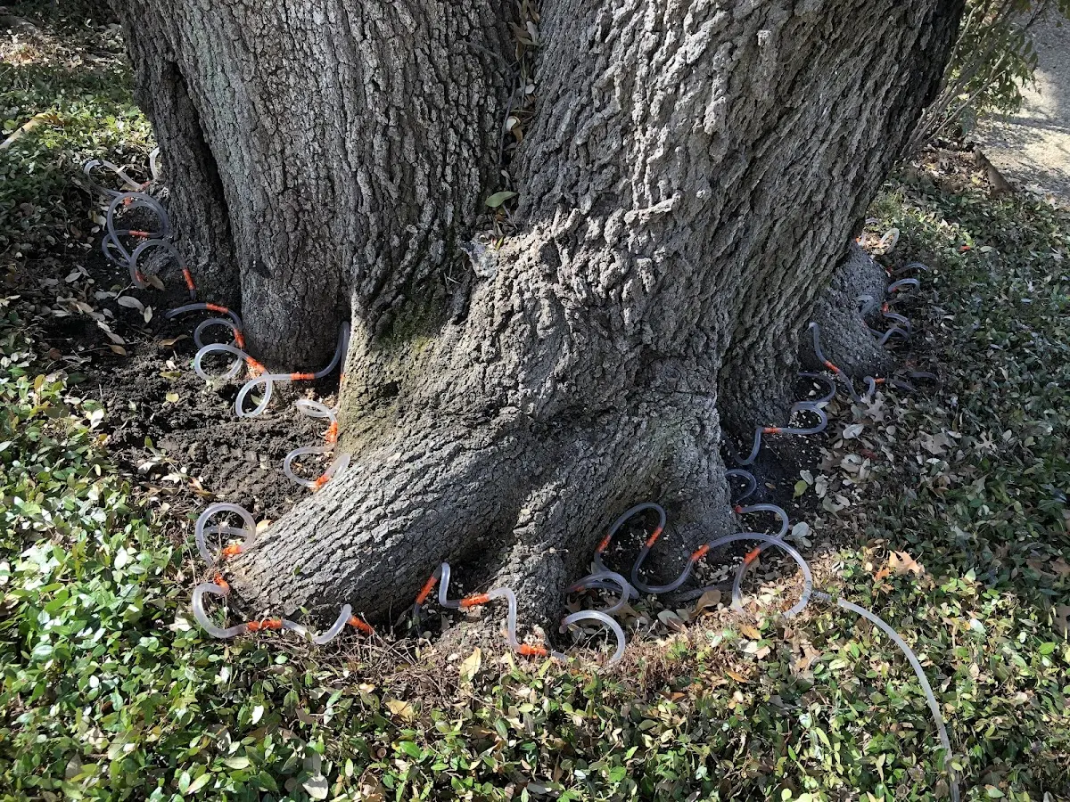 Detailed Tree Cabling and Bracing job site in Gallatin