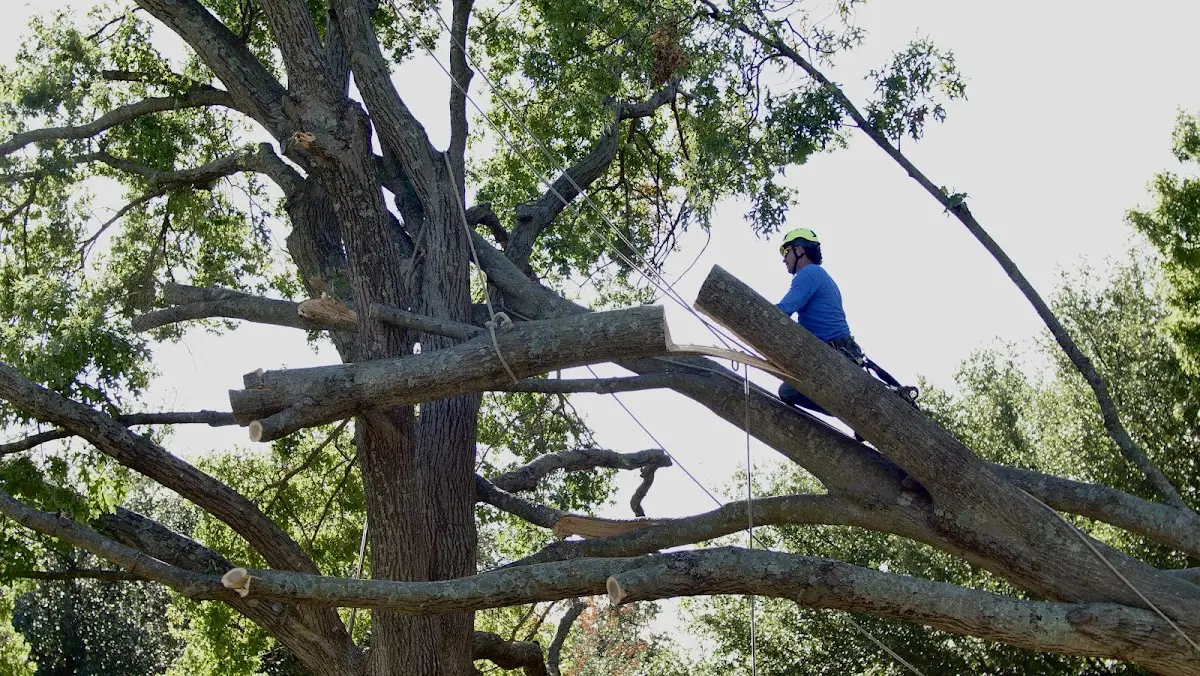 Professional Hazardous Tree Removal performed by certified arborists in Gallatin